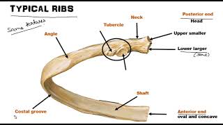 Ribs  Osteology World of Anatomy [upl. by Nivrek]