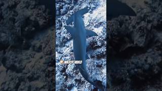 👆🏻Full Video Diving w sharks Akula дайвинг акула молот sharkdiving diving سمك القرش البحر الأحمر [upl. by Pinkerton]