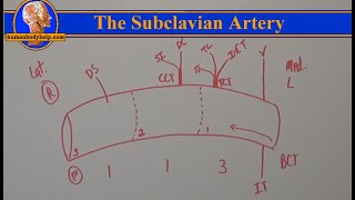 Draw the Subclavian Artery Alternate version [upl. by Lledor]