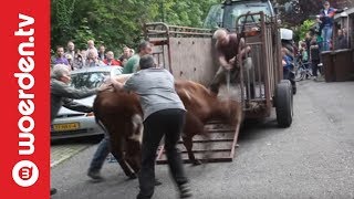 Woerden TV  Politie schiet dolle koe neer in Woerden [upl. by Conger674]