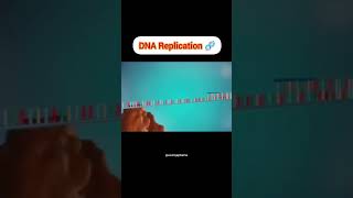 DNA Replication 🧬 four major stagesinitiationunwindingprimersynthesiselongation DNApolymerase [upl. by Yrolg542]