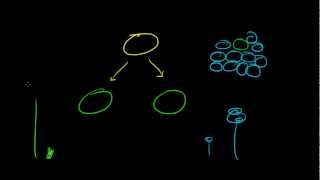 Biology Lecture  44  Intro to DNA Replication and Cell Division [upl. by Nawiat]