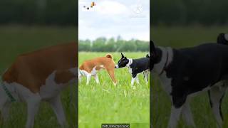 Why do dogs sniff other dogs ass [upl. by Furlong]