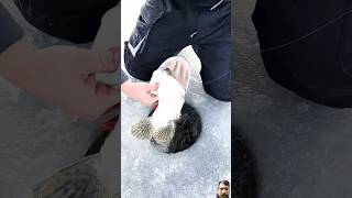 Hook fishing 🎣🎣🎣 fishing icefishing icefish ice [upl. by Patrizius56]