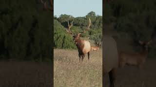 RJs NM Bull Elk Hunt  Check out the full episode hunting elk elkhunting [upl. by Lenora]