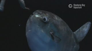 Mola Mola Munch Munch Feeding Time With Young Ocean Sunfish [upl. by Emyle]