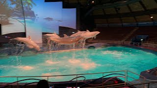 Dolfinarium Netherlands  Dolphin Show [upl. by Nenad572]