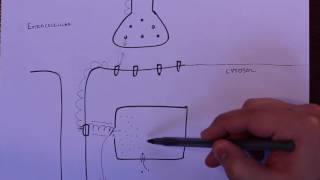 LPA 4B  Excitation Contraction Coupling [upl. by Newmann344]