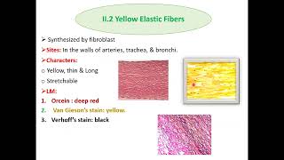 Histopathological techniques Connective tissue staining and clinical applications [upl. by Ysus448]