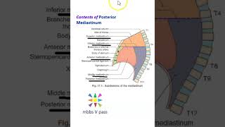 Anatomy Thorax 279 Posterior Mediastinum Structures Content heart lung viva [upl. by Nikral927]