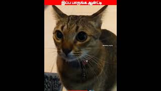 😂🐈🐕 எது வலிக்கலையா இப்ப வலிக்கும் பாரு😂🐈🐕comedyvideosviral trending funnyanimal videos [upl. by Fuchs]