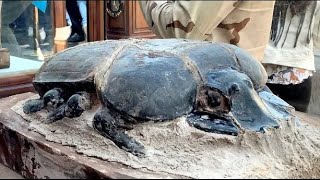 12 Most Amazing Recent Artifacts Finds [upl. by Annaliese976]