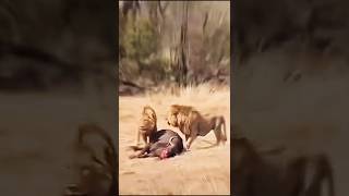 quotUnseen Footage Buffalo Herd Defends Against Lion Attack in the Wildquot [upl. by Garvy]