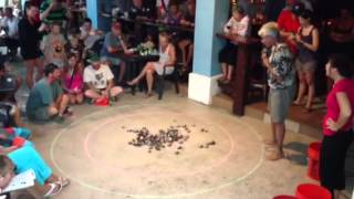 St Croix Crab Race [upl. by Chuah]