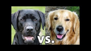 Golden Retriever vs Labrador Retriever Which Is Better [upl. by Schmidt]