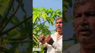 Papaya Farming Secret MaleFemale Ratio  Mr Sudhir Chadha  Chadha Seed Farm chadhaseedfarm [upl. by Murry534]