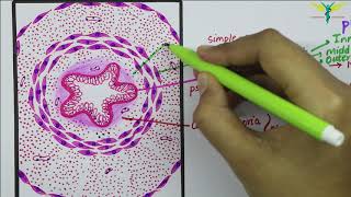 Histology of Vas Deferens \ Ductus Deferens [upl. by Milman]