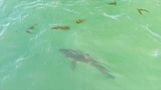 Great White Sharks from Drone in Long Beach California [upl. by Temhem]