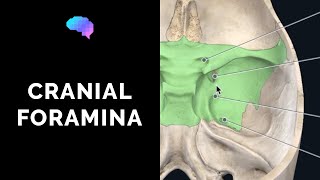 Foramen of the Skull amp Cranial Nerves 3D Anatomy Tutorial  UKMLA  CPSA [upl. by Ahsiuqel]