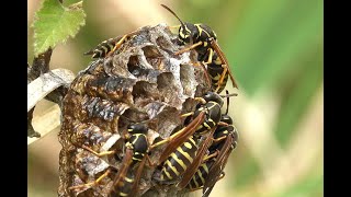 Groefkopveldwesp Polistes nimpha nest [upl. by Arabrab]