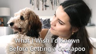 THINGS I WISH I KNEW Before Getting a Cockapoo Puppy [upl. by Annabela]