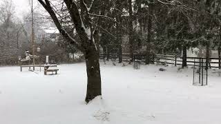 Snow falling 1000 AM EST Friday January 19 2024 Ewing Township New Jersey [upl. by Nebra]