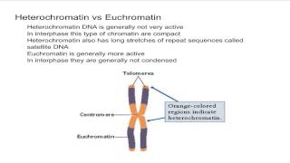 Heterochromatin vs Euchromatin [upl. by Irik574]