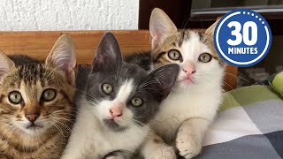 30 Minutes of the Worlds CUTEST Kittens 😻💕 [upl. by Mamoun321]