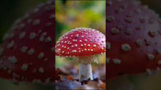 Amanita muscaria ecosystemstudies [upl. by Carothers]