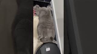 🐈‍⬛🐈❤️😸 Lazy kittens 🐭🐱❤️😂cat cats furry love pets catnip fun funny meow cute yawn [upl. by Ardnal]