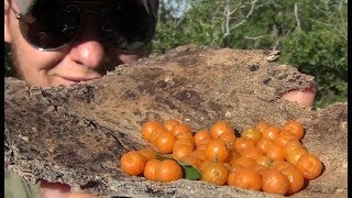 Identifying and Foraging Edible Berries  Desert Hackberry [upl. by Allesig]