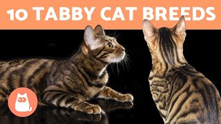 10 TABBY CAT BREEDS 🐯 Cats with Striped Coats [upl. by Salem]