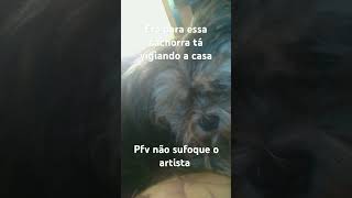 Minha cachorra so dorme music remix dj humor fypシ゚viral greenscreen meme [upl. by Ynohtnacram]