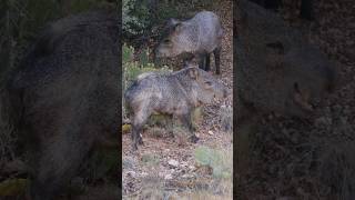 Javelinas enjoy a prickly pear breakfast  Wildlife in Northern Arizona [upl. by Suaeddaht775]