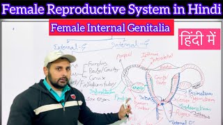 Female Internal Genitalia  Internal Genitalia  Female Internal Organ  Female Reproductive System [upl. by Aliled379]