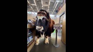 Musk Ox in the Library ai ox library libraries animals [upl. by Voltmer918]