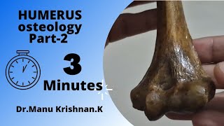 Humerus osteologyPart 3 external features on lower end [upl. by Leunamesoj]