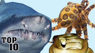 Top 10 Most Deadly Animals In Australia [upl. by Nuy819]