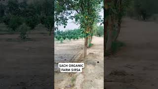 SACH ORGANIC FARM SIRSA ✔️JAI SHREE RAM [upl. by Critchfield]