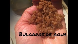 Como preparar búlgaros de agua fácil y sencillo [upl. by Harmony]