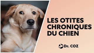 Mon chien ne guérit pas de son otite Pourquoi   Dr COZ [upl. by Earased514]