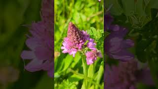 Flowers of our south Norfolk fields  Pyramidal Orchid [upl. by Arraek]