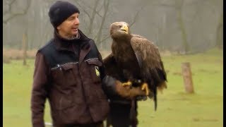 Die Falknerei im Wildpark Eekholt [upl. by Zoldi]