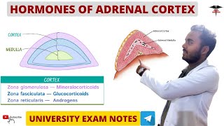 Hormones of Adrenal Cortex  Endocrine Physiology [upl. by Teriann282]