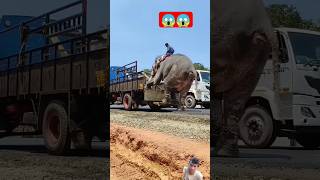 hathi mere sathi😱crazyfunny trending short [upl. by Derby]