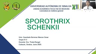 15 Sporothrix schenkii [upl. by Aikim]