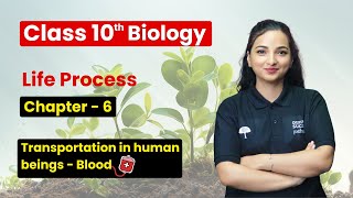 Life Processes  Transportation in human beings  Blood  Class 10 Biology Chapter 6 [upl. by Leonhard]