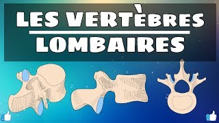 Anatomie du rachis  Vertèbres lombaires [upl. by Najar]