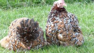 Millefleur Pekin Bantams [upl. by Inuat]