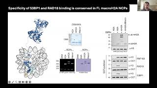 Mapping chromatin structure and function with interaction proteomic November 15 2024 [upl. by Dur395]